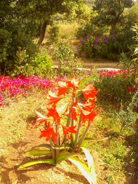 Loiri Porto San Paolo Farm Stay Gli Oleandri المظهر الخارجي الصورة