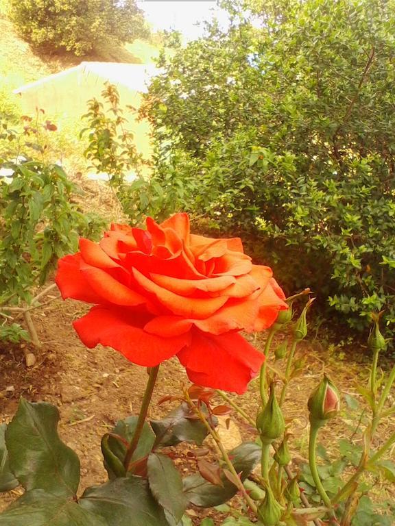 Loiri Porto San Paolo Farm Stay Gli Oleandri المظهر الخارجي الصورة