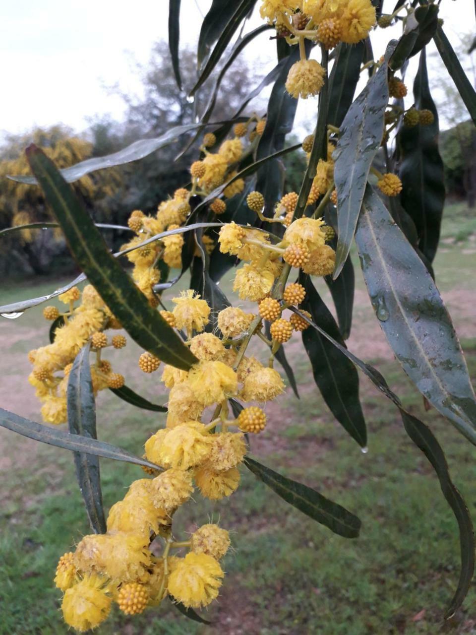 Loiri Porto San Paolo Farm Stay Gli Oleandri المظهر الخارجي الصورة