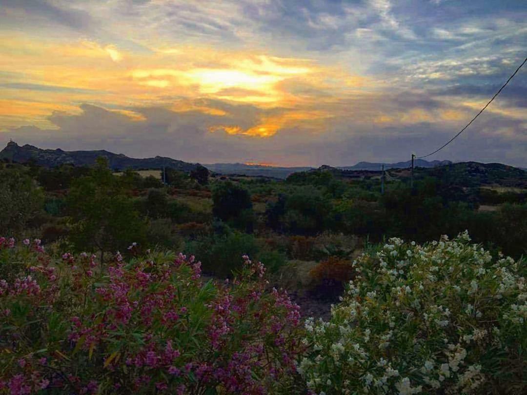 Loiri Porto San Paolo Farm Stay Gli Oleandri المظهر الخارجي الصورة