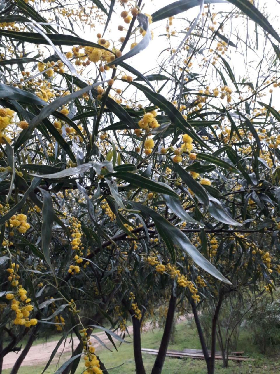 Loiri Porto San Paolo Farm Stay Gli Oleandri المظهر الخارجي الصورة